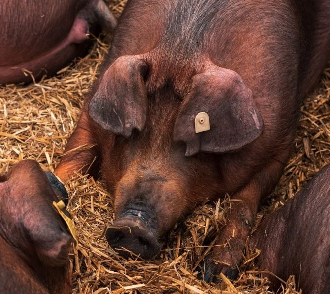 Duroc